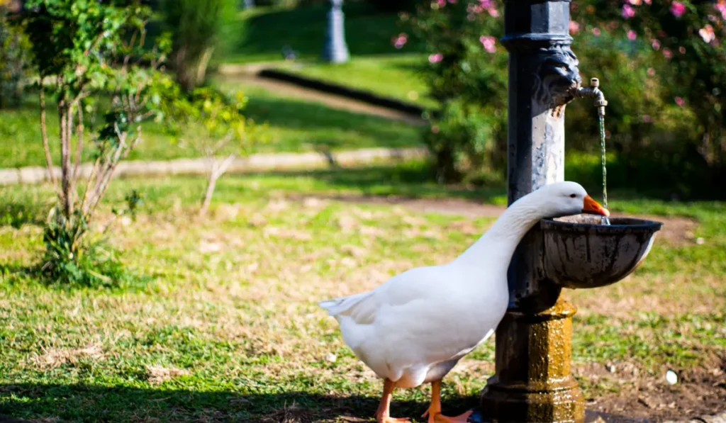 Precautions to Follow While Feeding Ducks