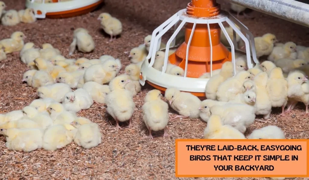 Purposes of Sussex Chicken