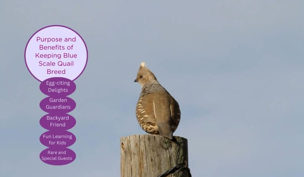 Purpose and Benefits of Keeping Blue Scale Quail Breed