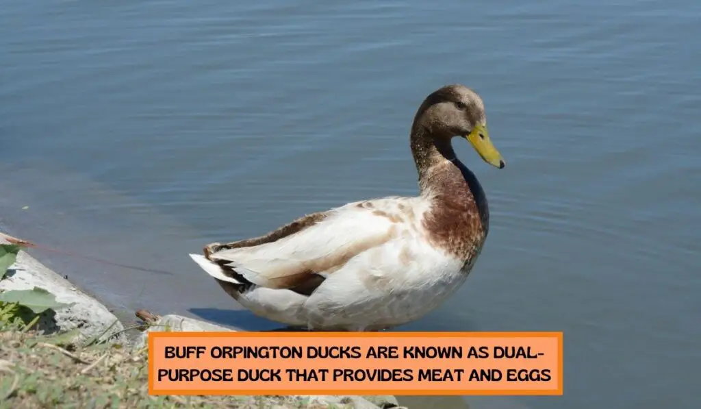 Purpose of Buff Orpington Duck Breed 2