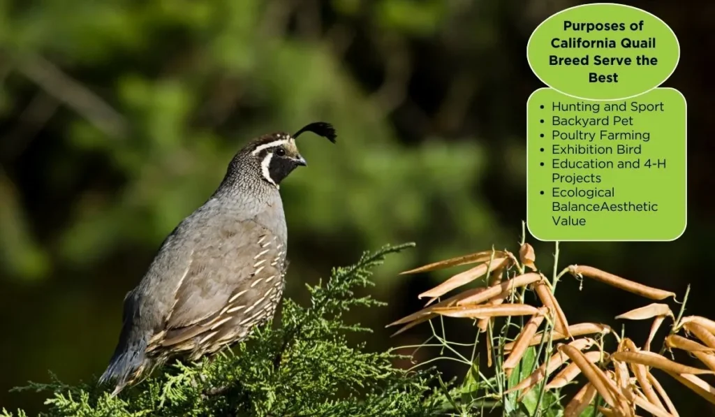 What Purpose Does California Quail Breed Serve the Best for