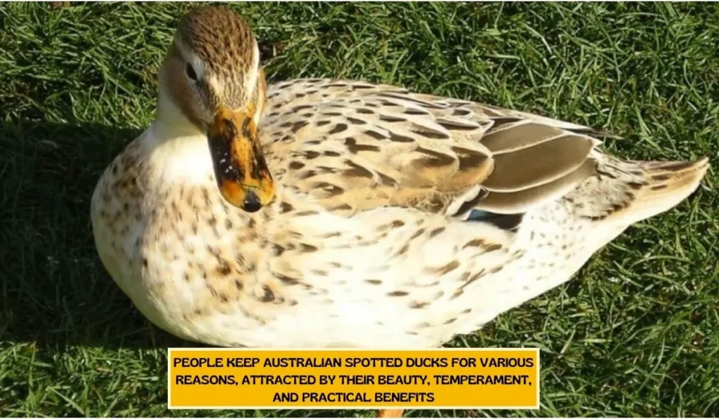 Purposes to Keep Australian Spotted Ducks