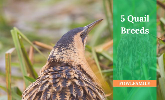 5 Quail Breeds That Are Great For Poultry Keepers