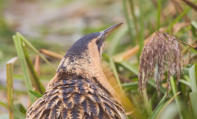 5 Quail Breeds That Are Great For Poultry Keepers