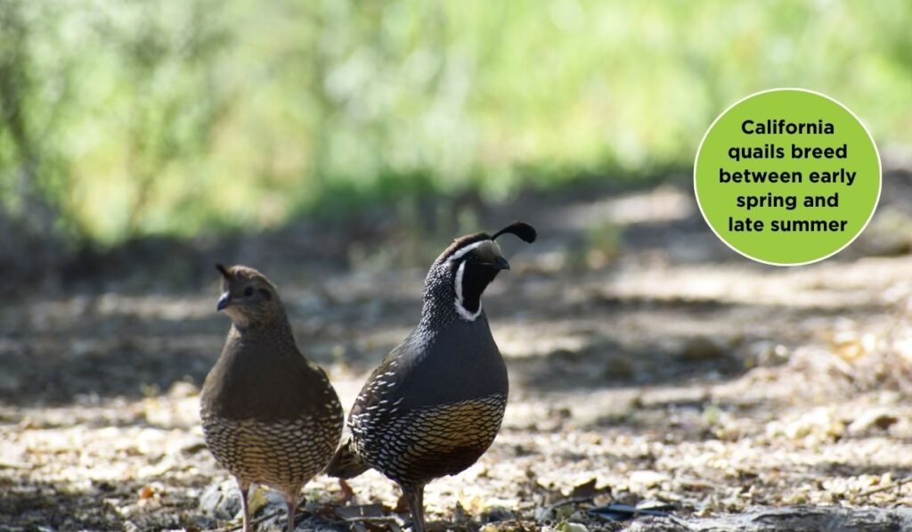 Reproduction And Breeding Of California Quail Breed