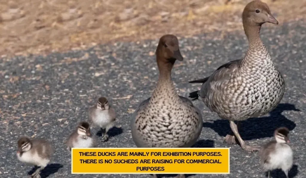 Reproduction of Australian Spotted Ducks