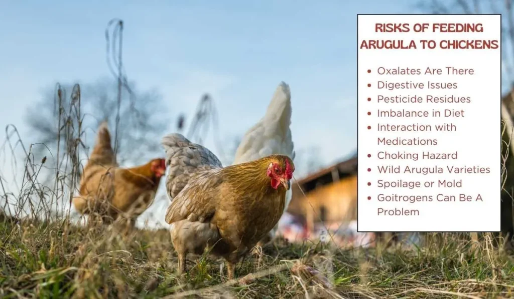 Risks of Feeding Arugula to Chickens