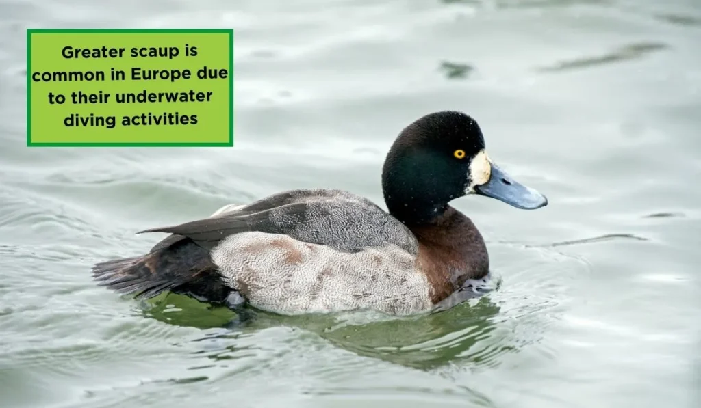 Scaup