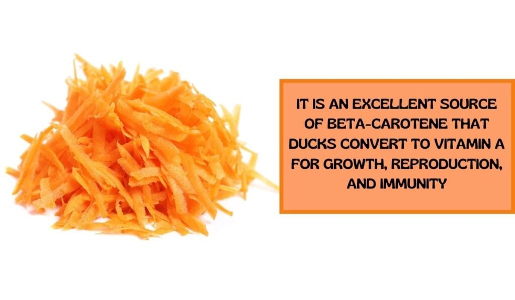 Shredded Carrots