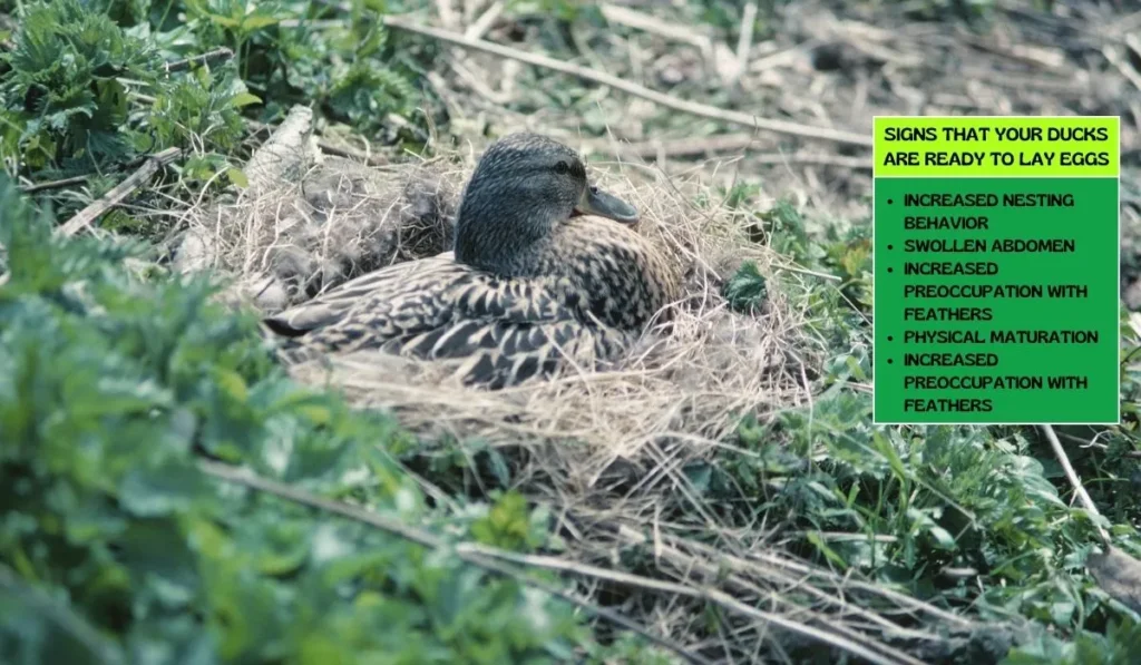 Signs That Your Ducks Are Ready to Lay Eggs