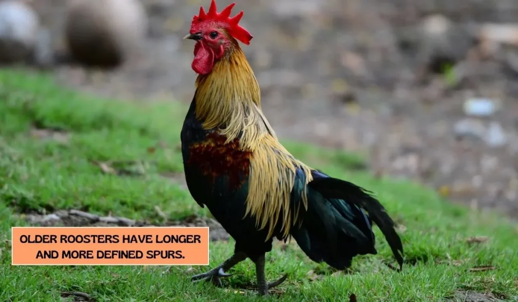 Signs of Aging in Chickens