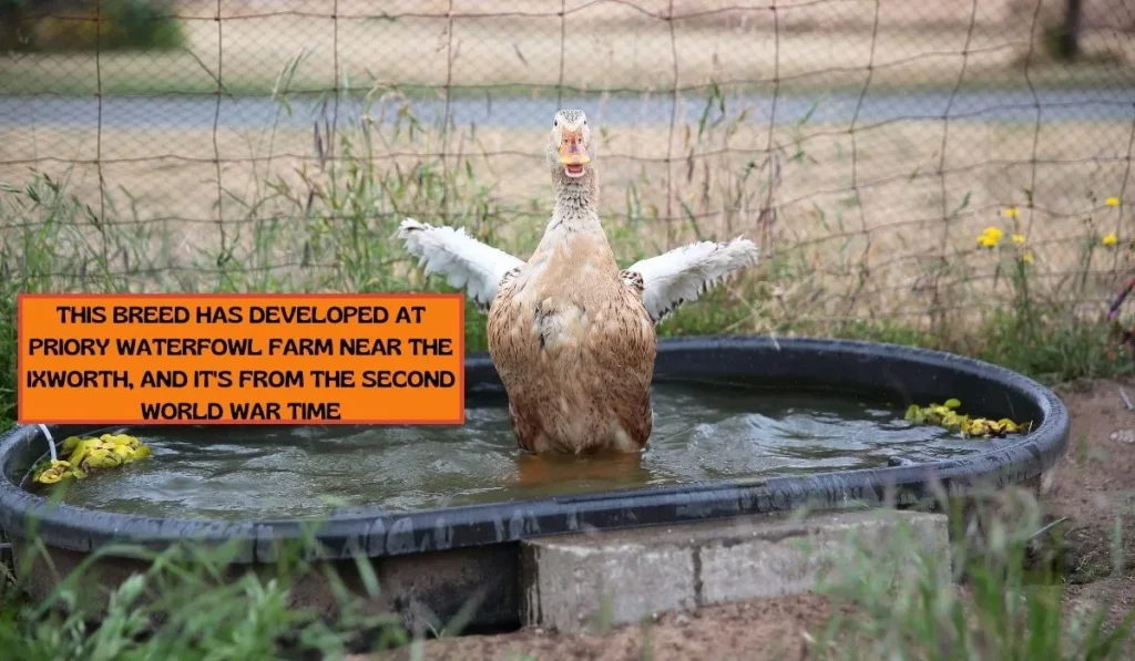 Silver Appleyard Duck Breed Profile