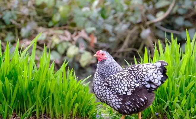 Silver-Laced Wyandotte Chicken Breed: A Choice for Backyard Owner!