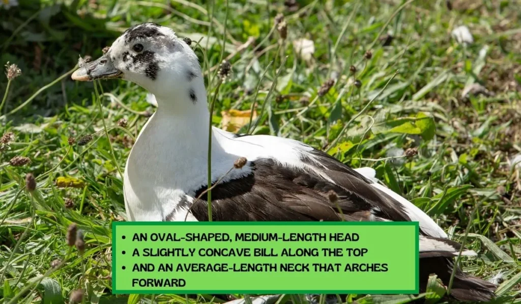 Size and Appearance of Ancona Ducks