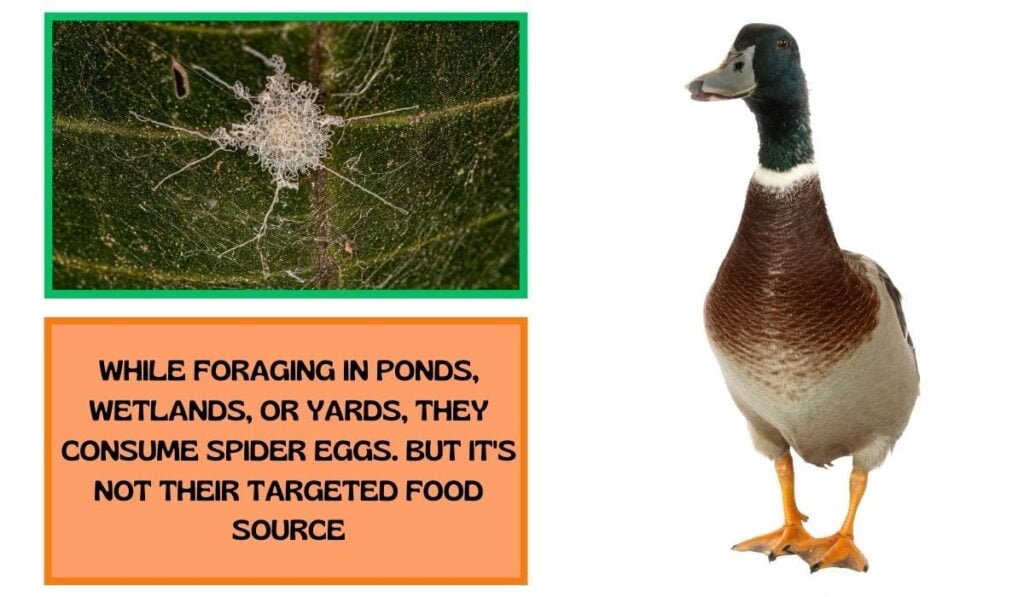 Swallow Spider Eggs