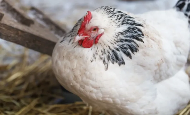 Everything About The Classic Sussex Chicken Breed