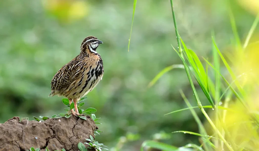 Harlequin Quail Breed profile