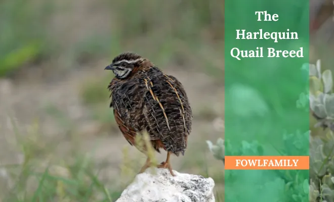 The Harlequin Quail Breed: A Guide to Understanding This Unique Breed