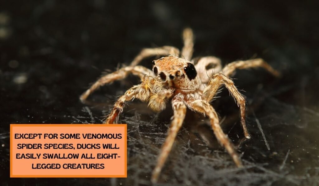 Venomous Spider