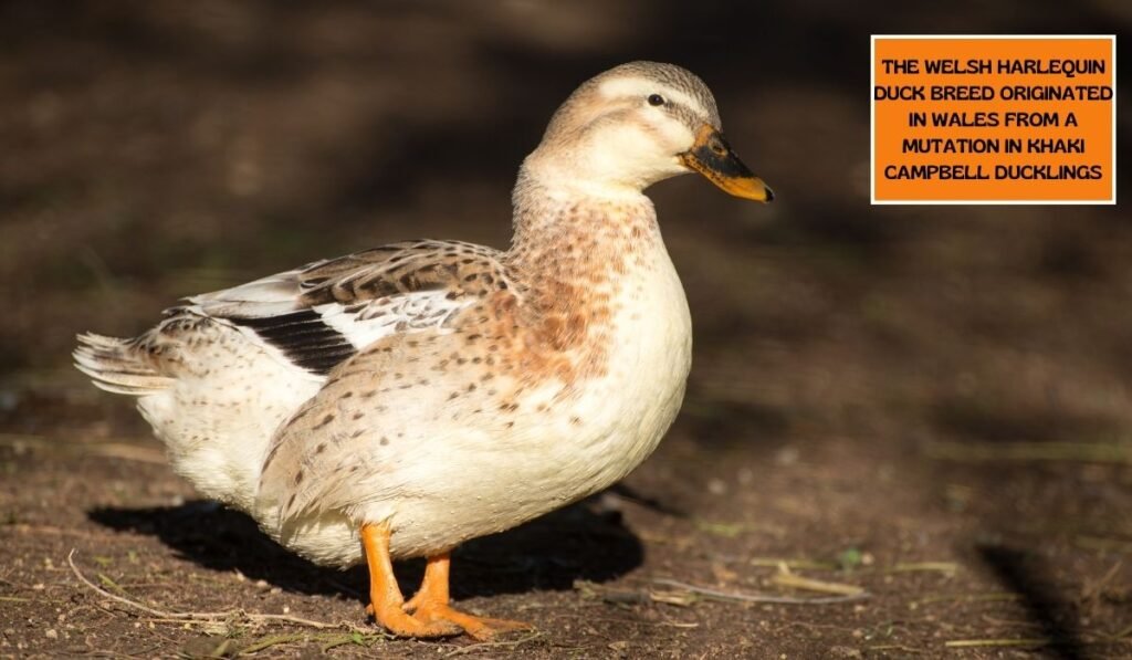 the Welsh Harlequin duck breed