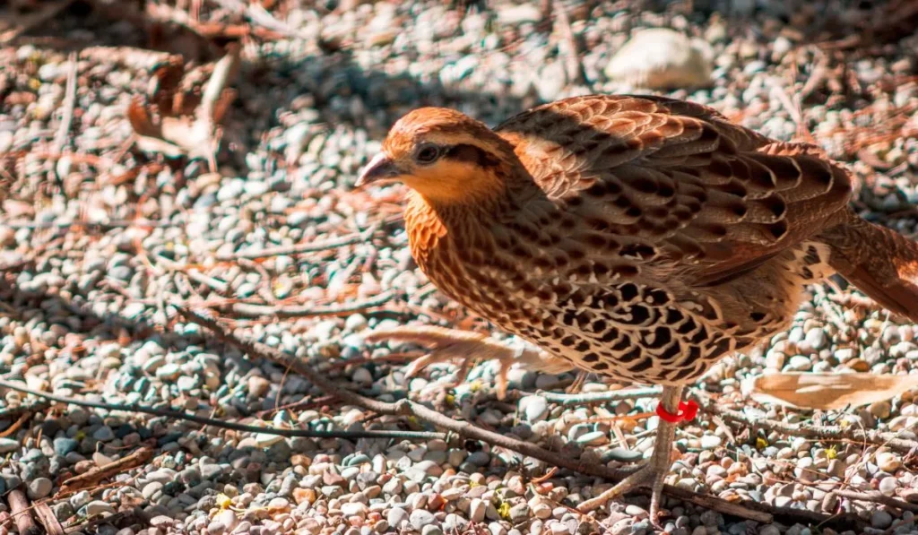 purpose of Harlequin Quail Breed Serve