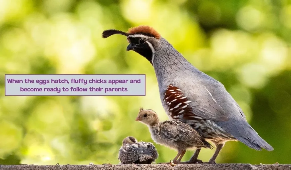 What Purpose Does Mountain Quail Breed Serve