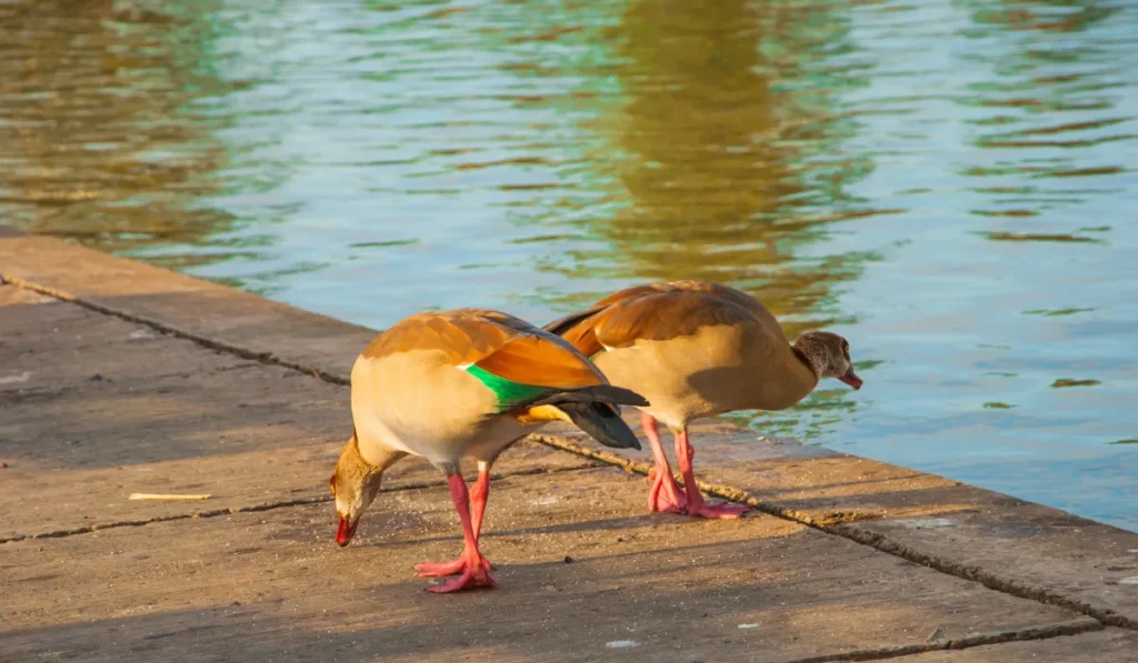 Feed Ducks at the Park