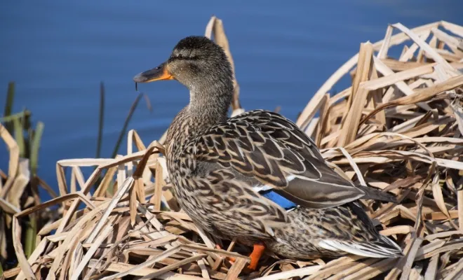 When Do Ducks Start Laying Eggs? At Least After 5 Months