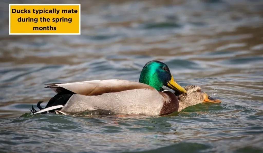 When Do Ducks Mate