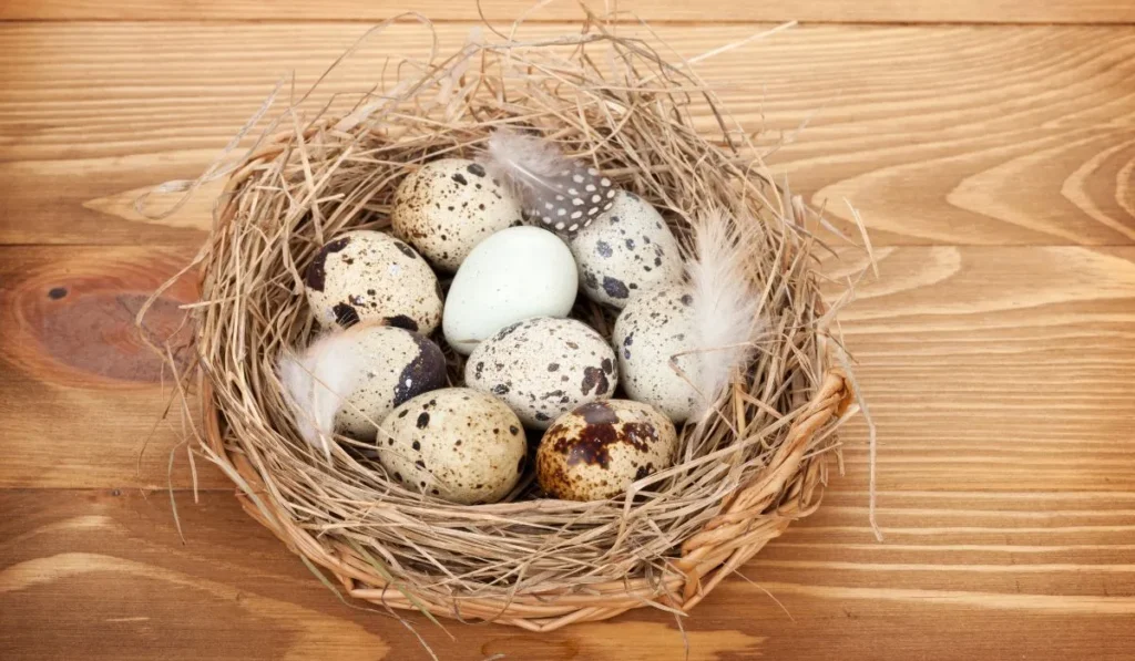 Celadon quails lay eggs in blue color