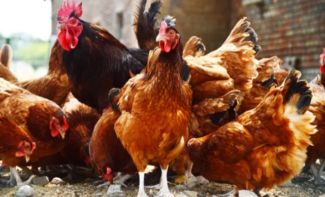 Why Are My Chickens So Noisy? Decoding the Feathered Chatter!