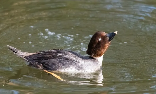 Why Do Duck Bob Their Heads