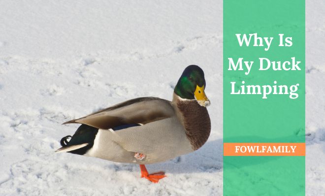 Why Is My Duck Limping? 6 Potential Causes and Solutions!
