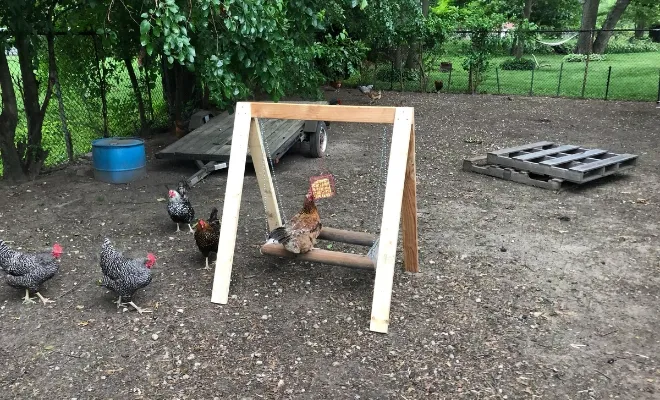 Why You Should Build a Chicken Swing