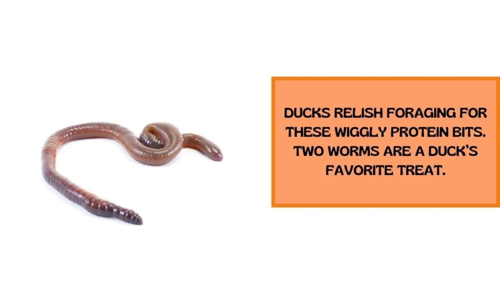 Worms