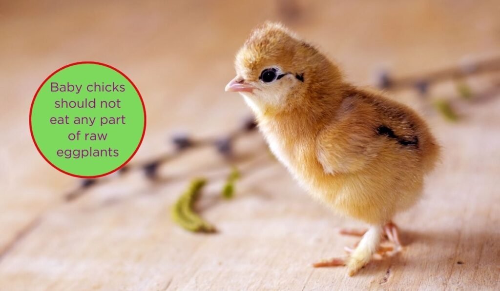 chicks should not eat eggplant