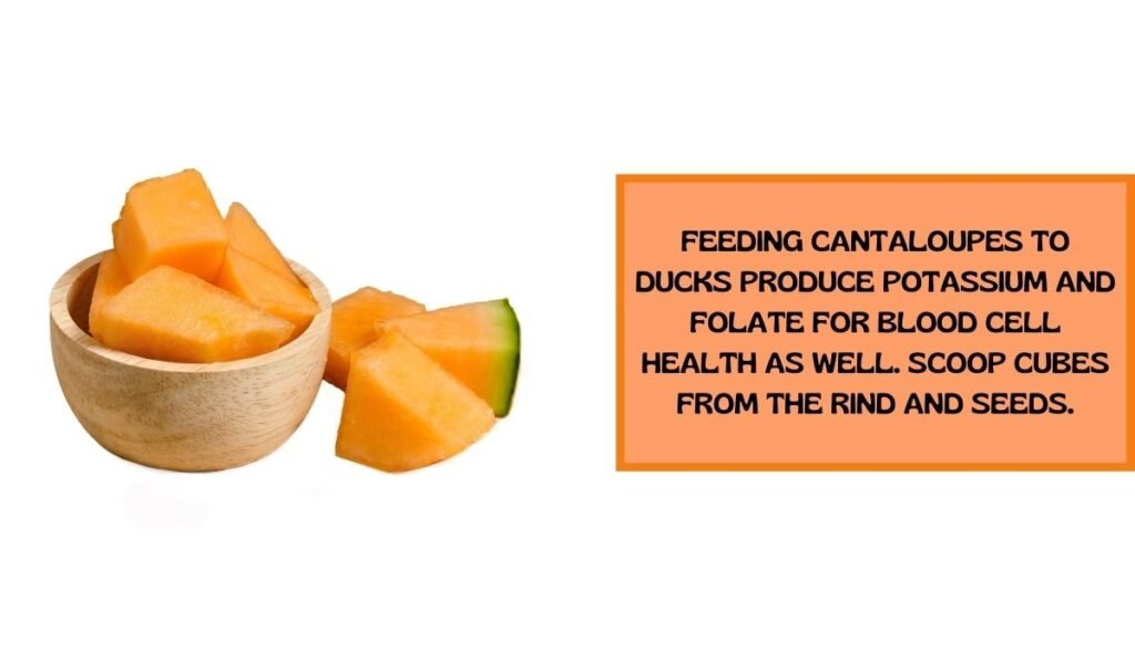 Cantaloupe Cubes