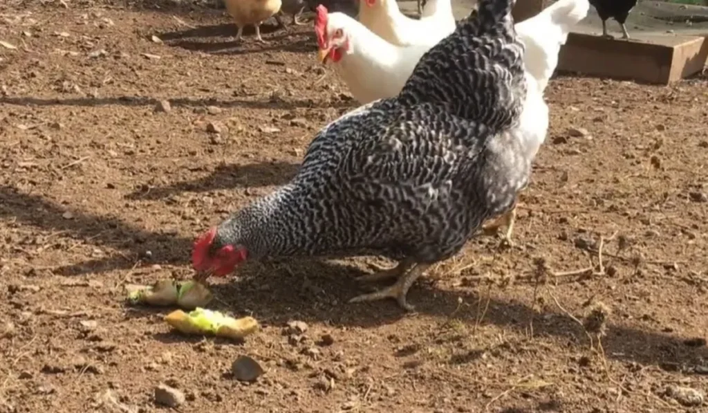 chickens Eat kiwi