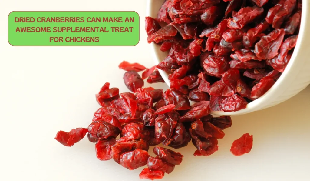 chickens eat dried canberries
