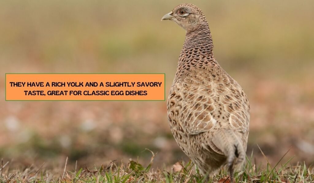 common quail