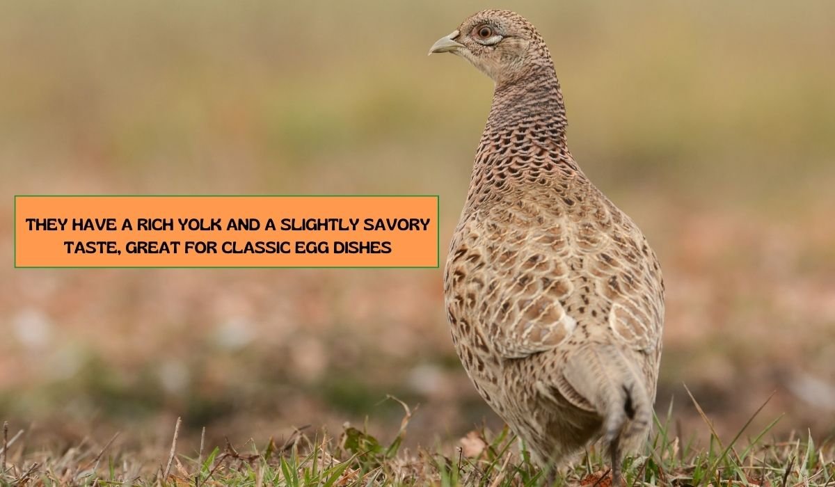 List Of 5 Best Quail Breeds For Eggs - Fowlfamily