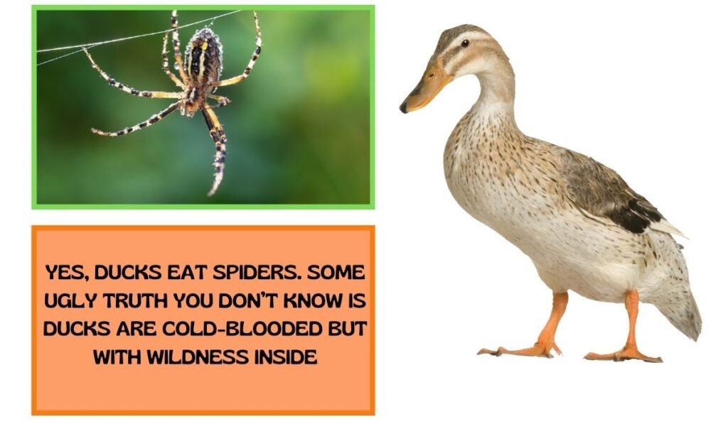 Duck eat spider