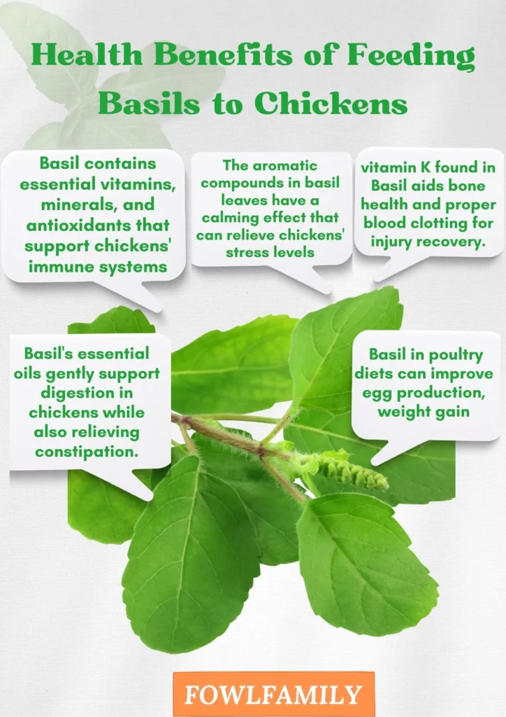 Health Benefits of Feeding Basils
