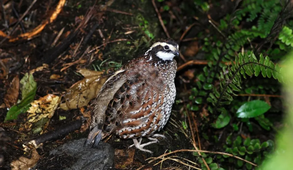 History of Celadon quails 