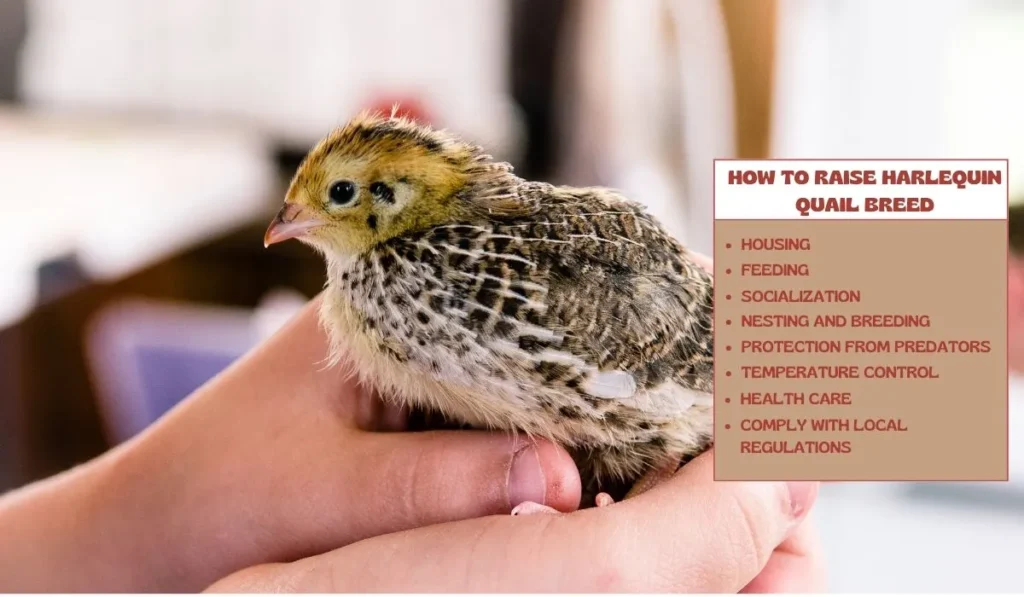 How To Raise Harlequin Quail