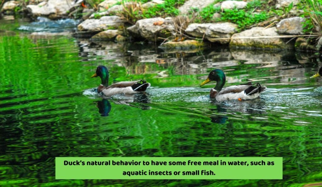 Why Do Ducks Swim So Faster
