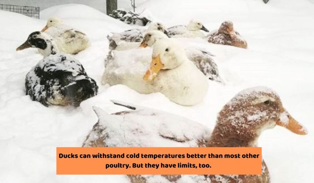 During Cold Temperature