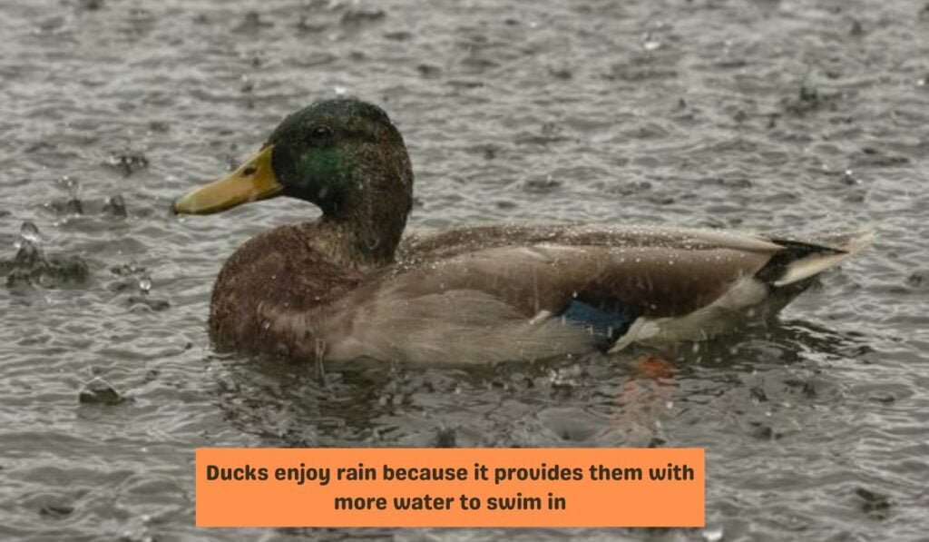 Do Ducks Like the Rain?