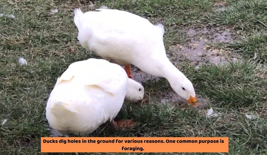 Why Do Ducks Dig Holes