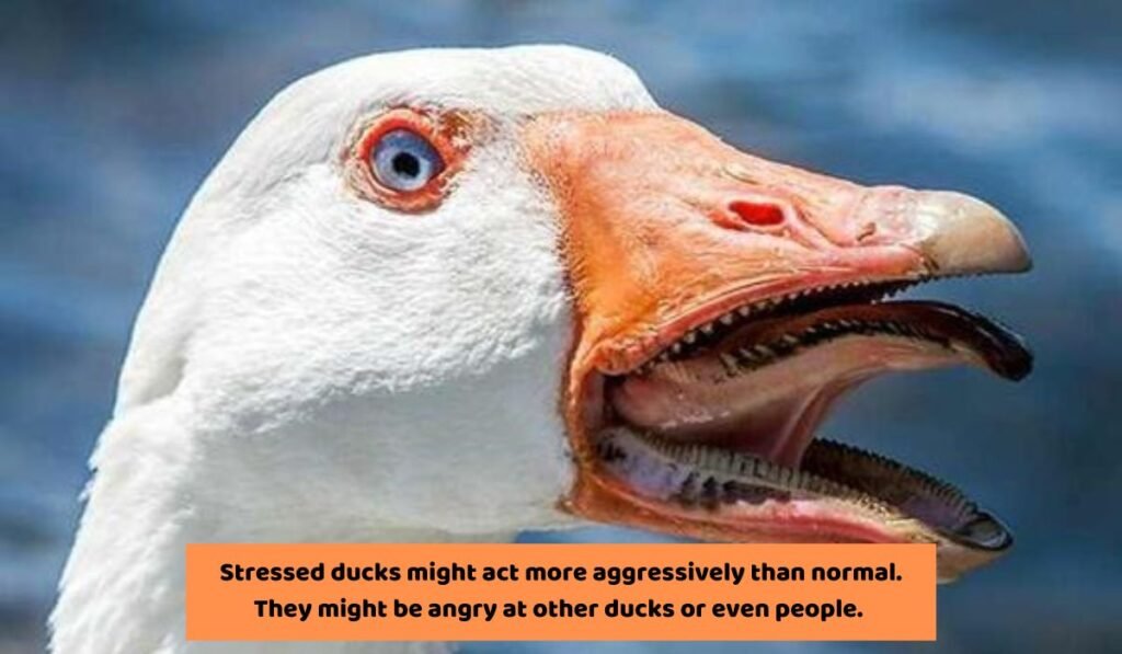 Behavioral Signs of Stress in Ducks